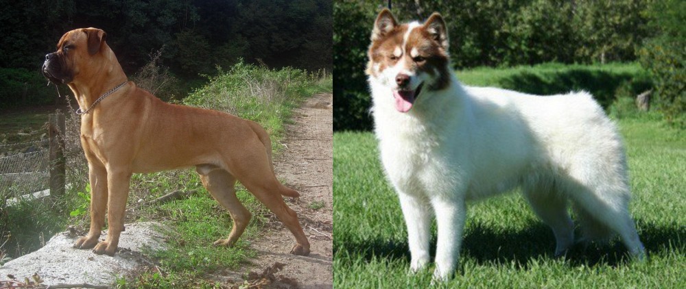 Canadian Eskimo Dog vs Bullmastiff - Breed Comparison