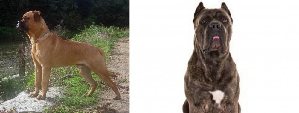 Cane Corso vs Bullmastiff - Breed Comparison