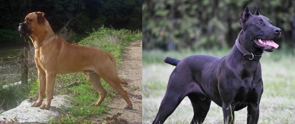 Canis Panther vs Bullmastiff - Breed Comparison