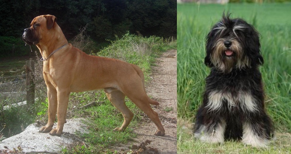 Cao da Serra de Aires vs Bullmastiff - Breed Comparison