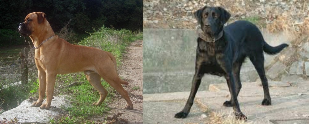 Cao de Castro Laboreiro vs Bullmastiff - Breed Comparison