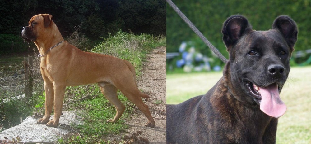 Cao Fila de Sao Miguel vs Bullmastiff - Breed Comparison