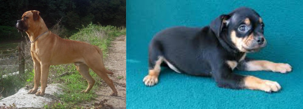 Carlin Pinscher vs Bullmastiff - Breed Comparison
