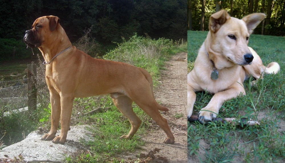 Carolina Dog vs Bullmastiff - Breed Comparison