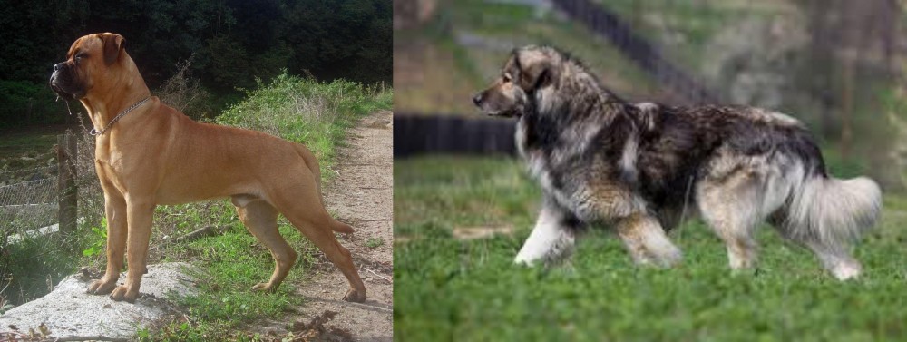 Carpatin vs Bullmastiff - Breed Comparison