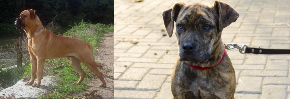 Catahoula Bulldog vs Bullmastiff - Breed Comparison