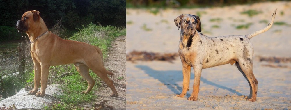 Catahoula Cur vs Bullmastiff - Breed Comparison