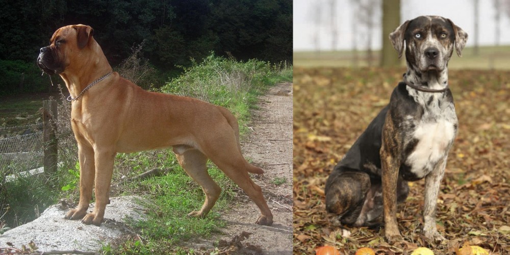 Catahoula Leopard vs Bullmastiff - Breed Comparison