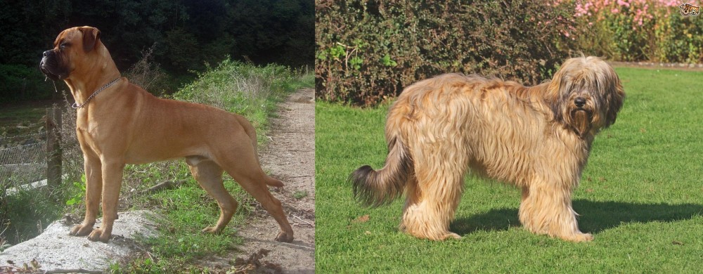 Catalan Sheepdog vs Bullmastiff - Breed Comparison
