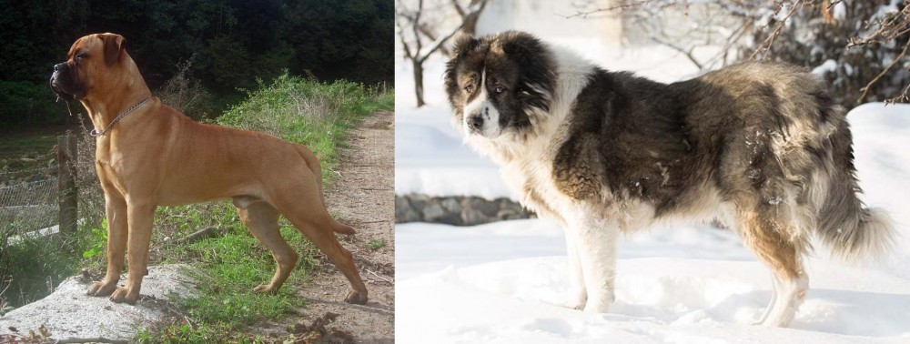 Caucasian Shepherd vs Bullmastiff - Breed Comparison