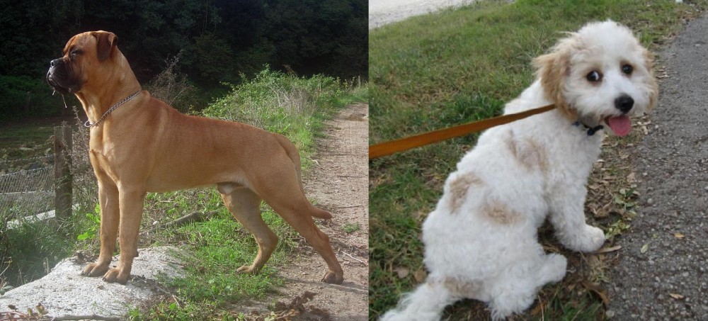 Cavachon vs Bullmastiff - Breed Comparison