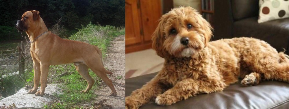 Cavapoo vs Bullmastiff - Breed Comparison