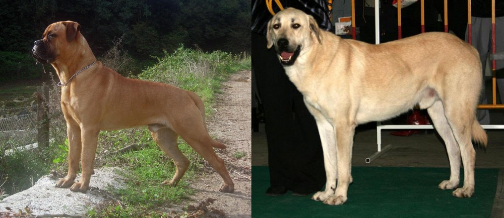 Central Anatolian Shepherd vs Bullmastiff - Breed Comparison
