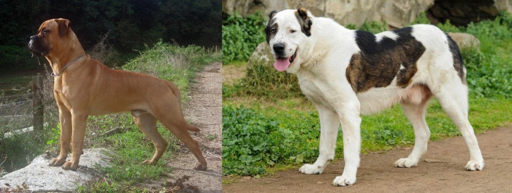 Central Asian Shepherd vs Bullmastiff - Breed Comparison