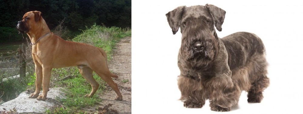 Cesky Terrier vs Bullmastiff - Breed Comparison