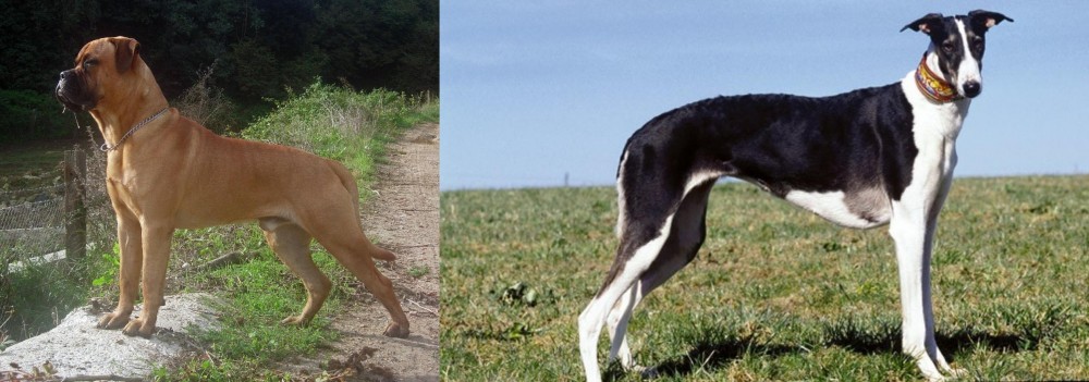 Chart Polski vs Bullmastiff - Breed Comparison