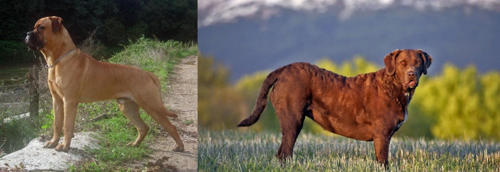 Chesapeake Bay Retriever vs Bullmastiff - Breed Comparison