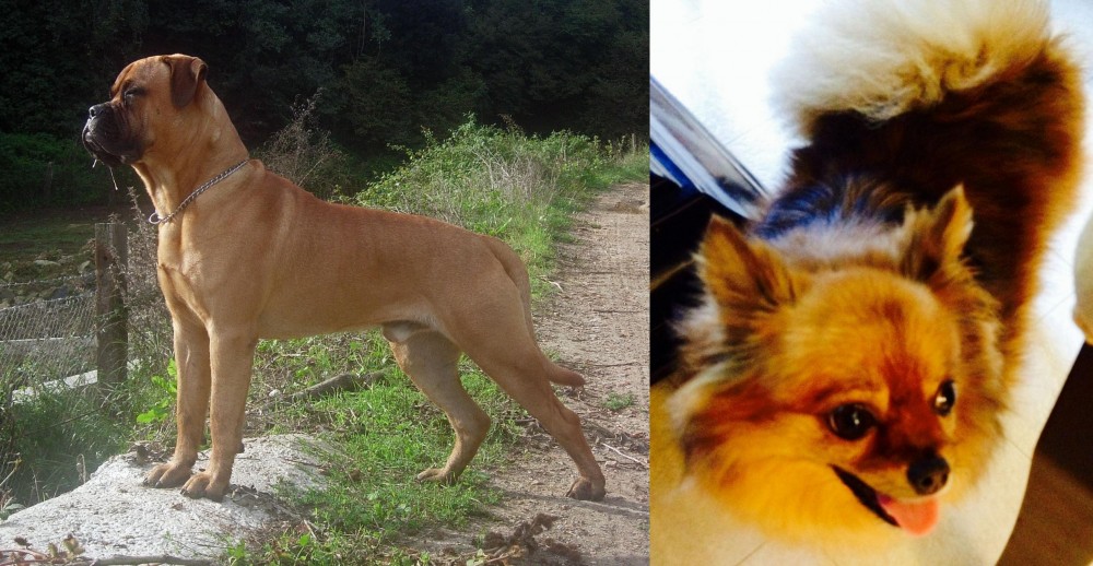 Chiapom vs Bullmastiff - Breed Comparison