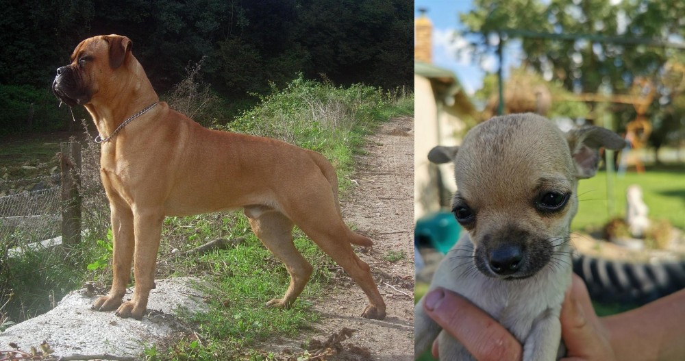 Chihuahua vs Bullmastiff - Breed Comparison