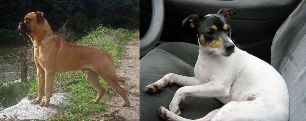 Chilean Fox Terrier vs Bullmastiff - Breed Comparison