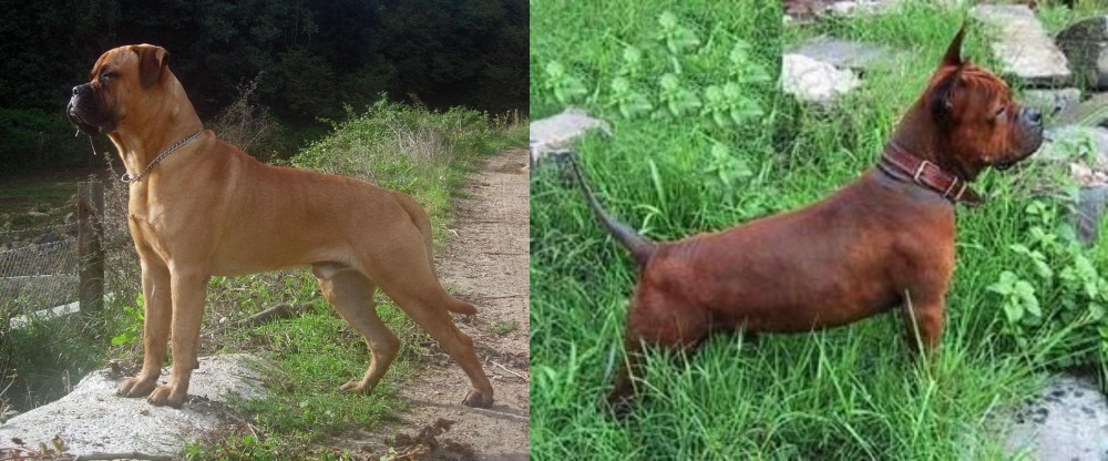 Chinese Chongqing Dog vs Bullmastiff - Breed Comparison