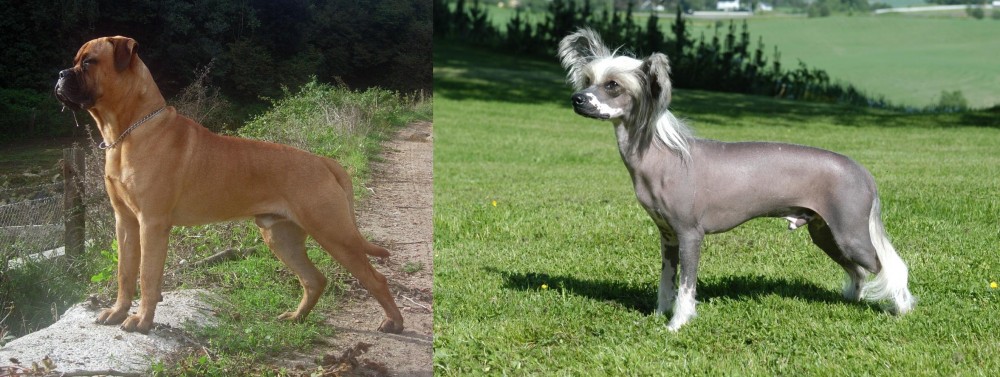 Chinese Crested Dog vs Bullmastiff - Breed Comparison