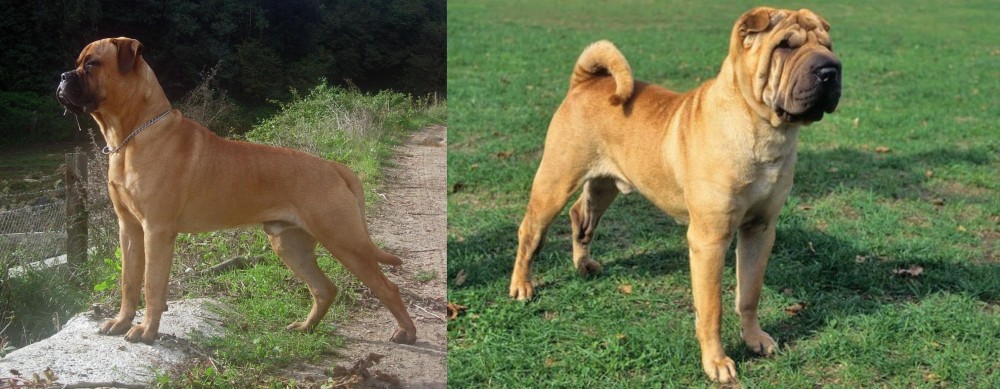 Chinese Shar Pei vs Bullmastiff - Breed Comparison