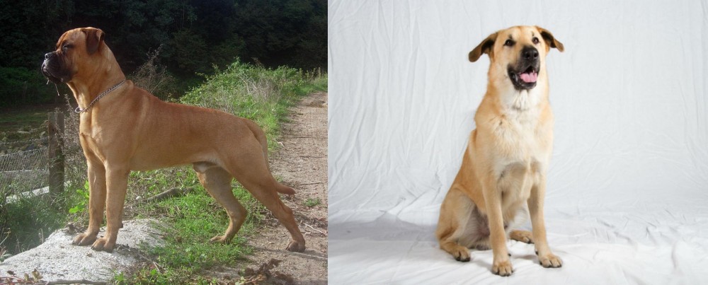 Chinook vs Bullmastiff - Breed Comparison