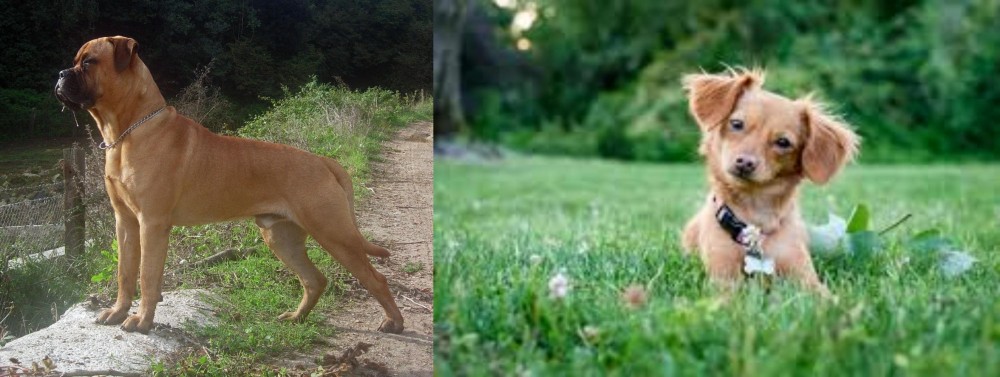Chiweenie vs Bullmastiff - Breed Comparison