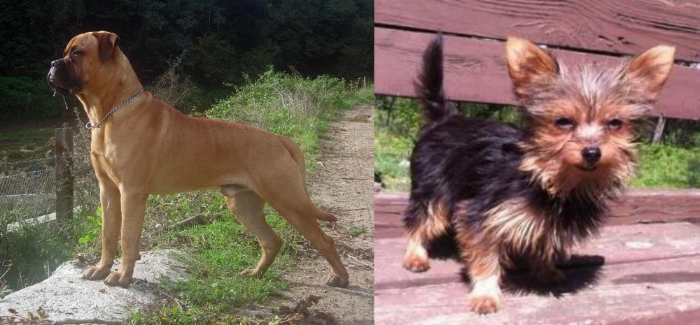 Chorkie vs Bullmastiff - Breed Comparison