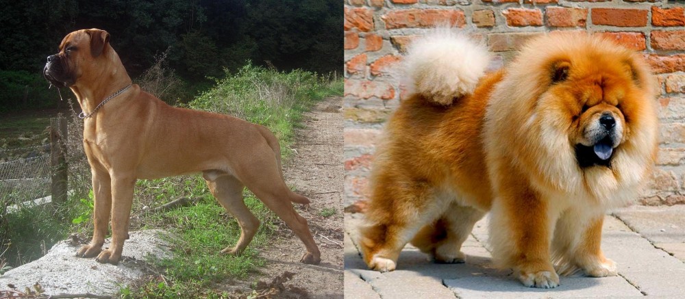 Chow Chow vs Bullmastiff - Breed Comparison