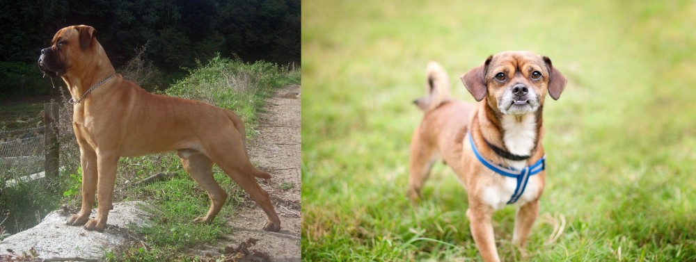 Chug vs Bullmastiff - Breed Comparison