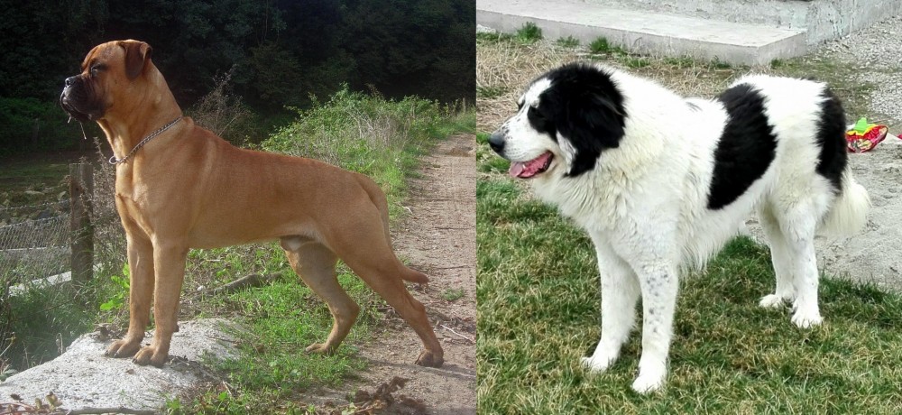 Ciobanesc de Bucovina vs Bullmastiff - Breed Comparison