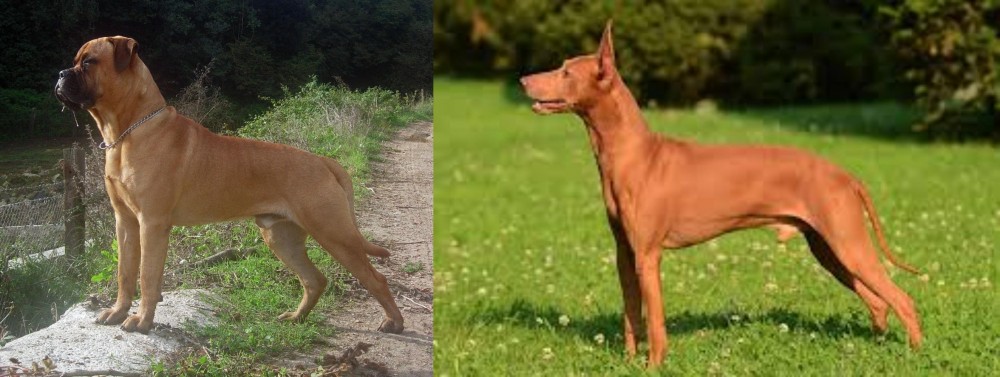 Cirneco dell'Etna vs Bullmastiff - Breed Comparison