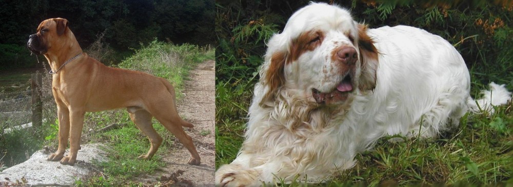 Clumber Spaniel vs Bullmastiff - Breed Comparison
