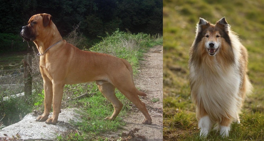 Collie vs Bullmastiff - Breed Comparison