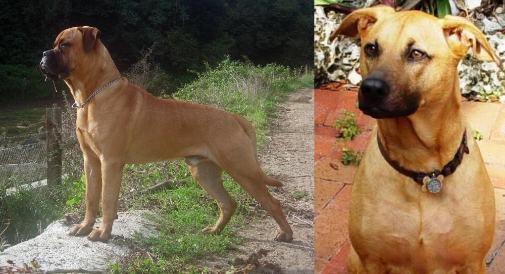 Combai vs Bullmastiff - Breed Comparison