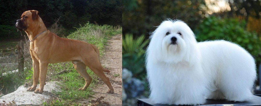 Coton De Tulear vs Bullmastiff - Breed Comparison