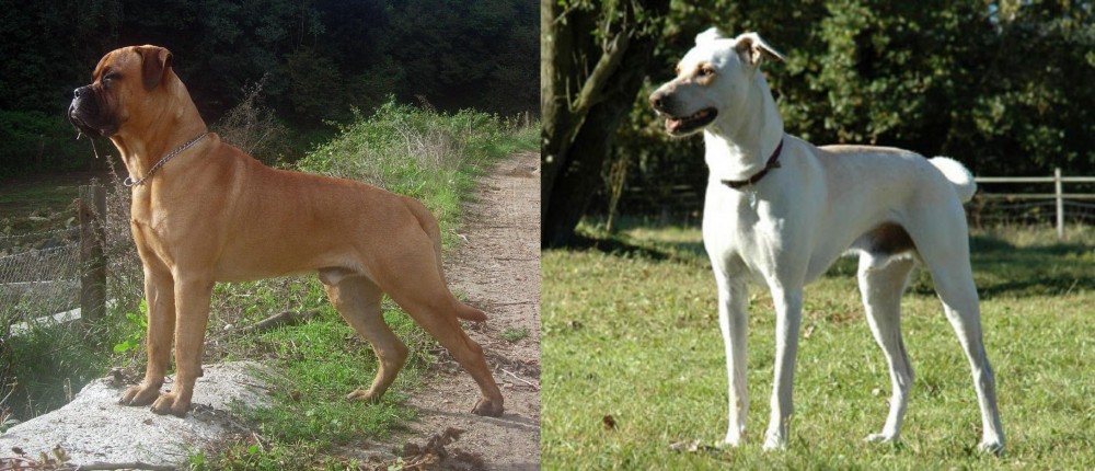 Cretan Hound vs Bullmastiff - Breed Comparison