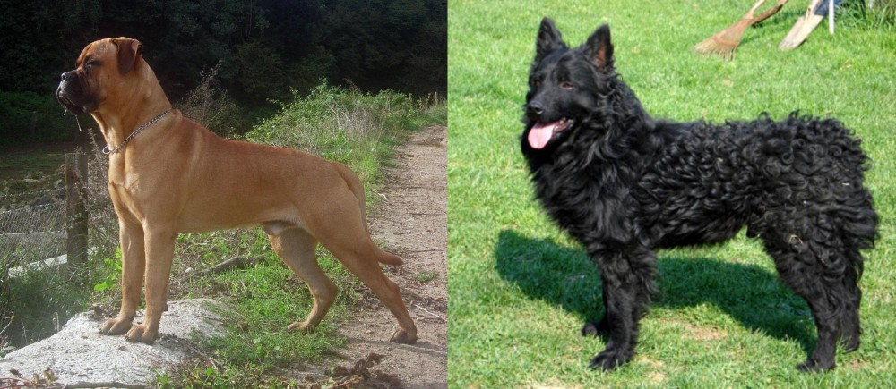 Croatian Sheepdog vs Bullmastiff - Breed Comparison