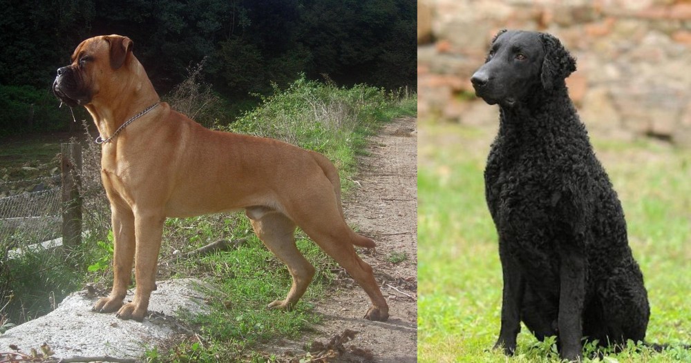 Curly Coated Retriever vs Bullmastiff - Breed Comparison
