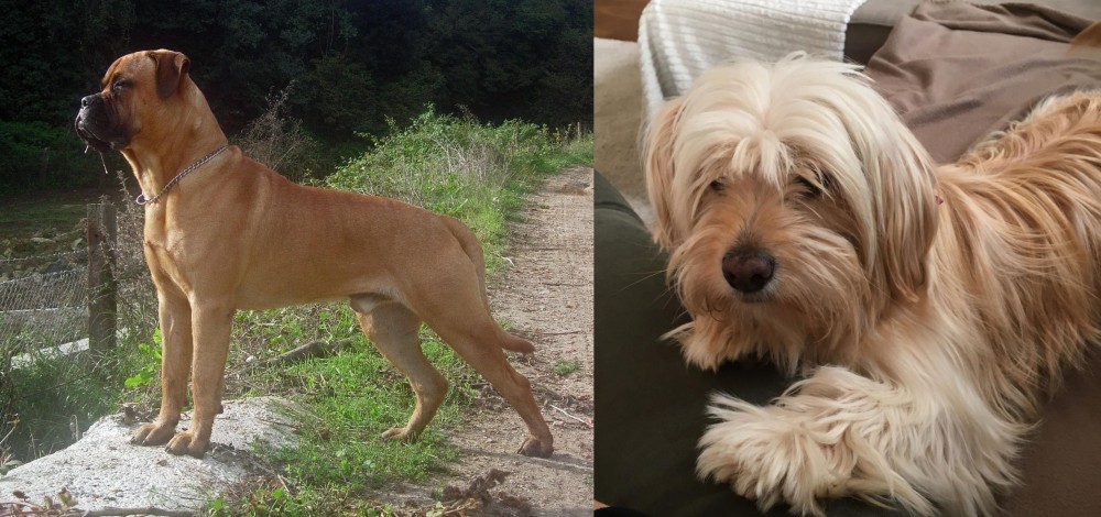 Cyprus Poodle vs Bullmastiff - Breed Comparison