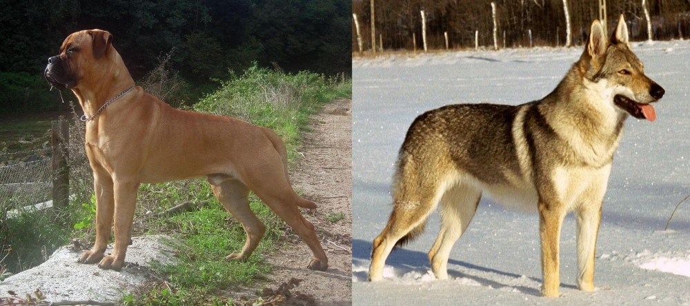 Czechoslovakian Wolfdog vs Bullmastiff - Breed Comparison