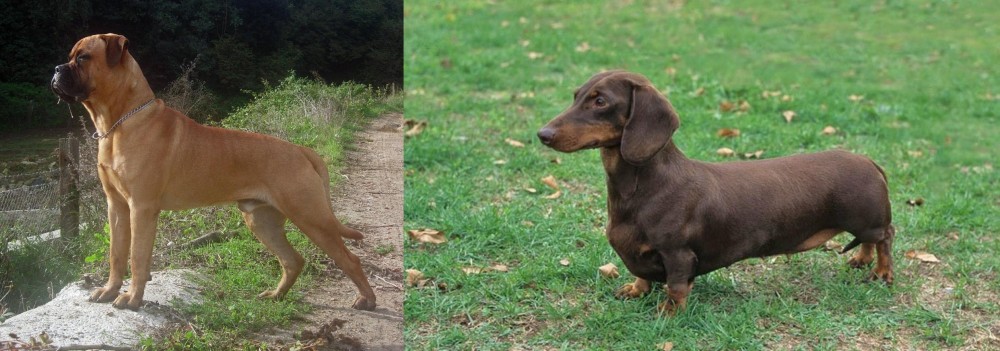Dachshund vs Bullmastiff - Breed Comparison