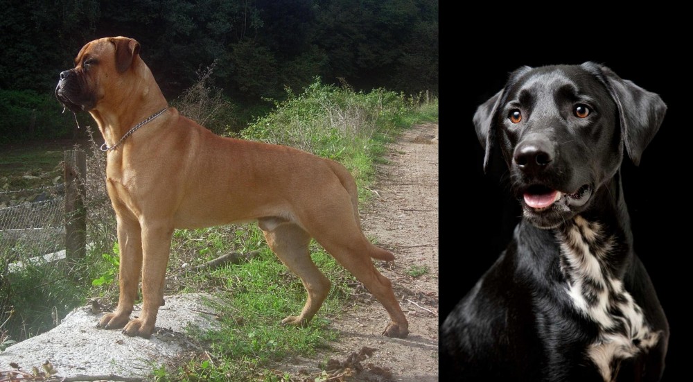 Dalmador vs Bullmastiff - Breed Comparison
