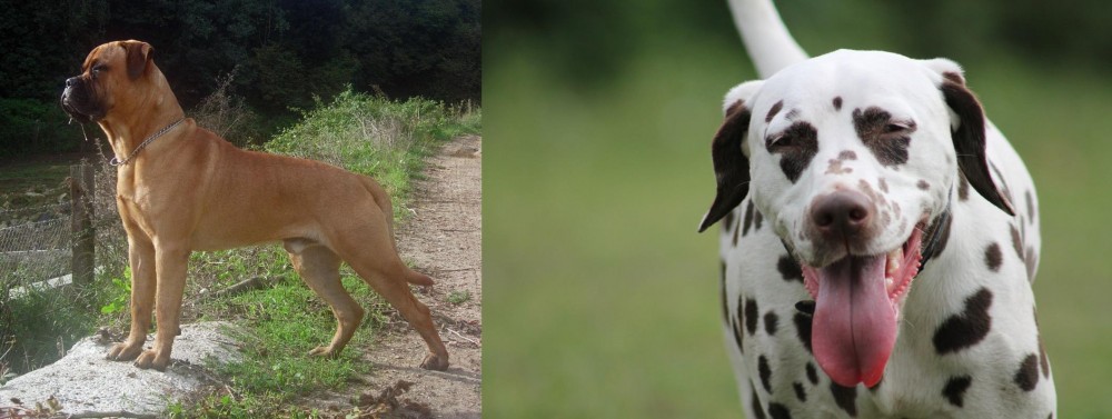 Dalmatian vs Bullmastiff - Breed Comparison