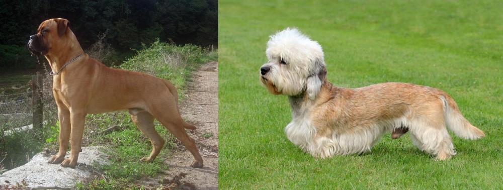 Dandie Dinmont Terrier vs Bullmastiff - Breed Comparison