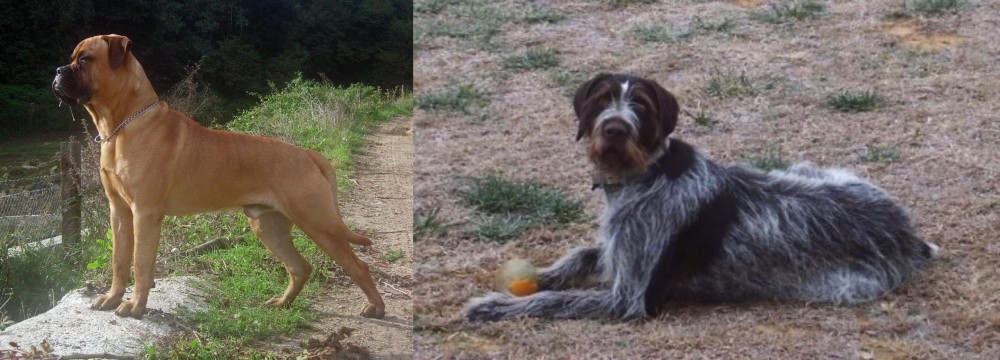 Deutsch Drahthaar vs Bullmastiff - Breed Comparison