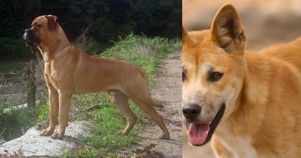 Dingo vs Bullmastiff - Breed Comparison