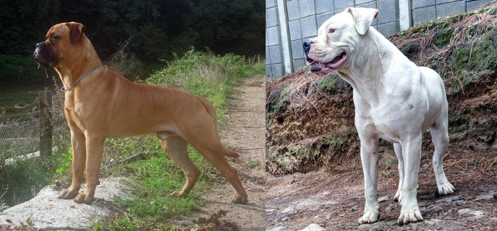 Dogo Guatemalteco vs Bullmastiff - Breed Comparison